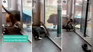 ¡Madre solo hay una! Perrita enseña a su cría cómo salir por la puerta para mascotas