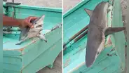 Reportan presencia de cría de tiburones en playas de Punta Hermosa