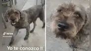 Captan al 'perrito' del "Narrador de cuentos" pidiendo comida y fans reaccionan: "Yo te conozco”