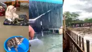Albergue de perritos en peligro tras intensas lluvias en Piura