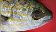 El pescado que puede causar alucinaciones similares a las del LSD cuando lo comes