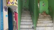 Captan a ‘Firulais’ entrando a hostal con su compañera canina y su dueño lo manda a casa