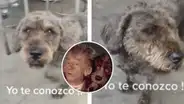 Joven ve un perrito parecido al de "El narrador de cuentos" y se emociona: "Yo te conozco"