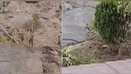 ¿Por qué hay zorros en La Molina y en qué otros distritos de Lima pueden aparecer?
