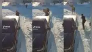 Perro salva a su dueño de ser ferozmente atacado por un alce