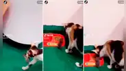 Quiso compartir sus alimentos: gatito traslada en su boca a un ratón para que coma de sus croquetas
