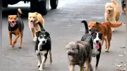 Ley 4 patas en peligro: organizaciones denuncian que Minsa pretende no esterilizar a animales abandonados