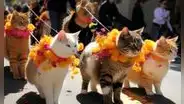 “¿IA o realidad?”: desfile de gatitos en Ámsterdam es cuestionado por usuarios en Twitter