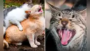 ¿Por qué motivo las gatas hacen demasiado ruido al momento de aparearse?