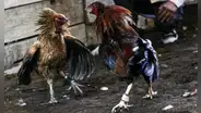 Gallo de pelea ataca a su propio dueño en batalla y le provoca heridas profundas
