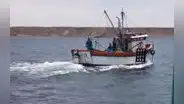 Produce estableció en 440 toneladas el límite de captura de tiburón martillo para el 2023