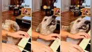 Perro se hace viral al cantar mientras su dueña toca el piano: “Mejor que Bad Bunny”