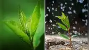 ¿Sabías que las plantas "sienten pánico" de la lluvia? Esto dicen los científicos