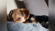 Alquiler de departamento: ni fumadores ni mascotas