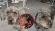 Joven ve un perrito parecido al de "El narrador de cuentos" y se emociona: "Yo te conozco"