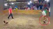 Maltrato animal: gallo con navaja ataca y hiere a su propio dueño durante ilegal práctica