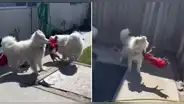 Perros fueron regañados por su dueña tras jugar toscamente con una chihuahua