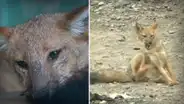 ¿Qué pasó con Run Run, el zorro que se hizo famoso en el Perú, y cómo se encuentra?