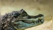 Hombre se salva de ataque de cocodrilo clavando sus dedos en los ojos del animal