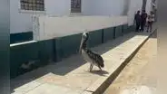 Vecinos preocupados por inusual aparición de pelícano cerca al centro de Trujillo