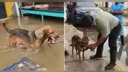 Roxy, la perrita coraje que rescató a sus cachorros muertos ahora padece de mastitis