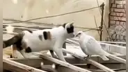 Gato se acerca a una paloma para darle un 'beso' y deja en shock a usuarios en redes