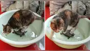 Gato usa tortuga como soporte para no mojarse las patitas mientras toma agua: "Pensó que era una piedra"