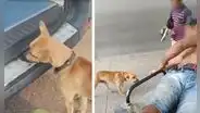 Perro persiguió por 3 kilómetros a ambulancia que trasladaba a su dueño