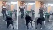 ¡Al ritmo del merengue! Perrita saca singulares pasos y cautiva a usuarios