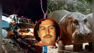Hipopótamo muere en fuerte choque: animal habría escapado de la hacienda de Pablo Escobar