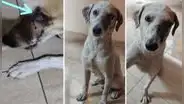 “Aún estando así, mueve la cola”: piden ayuda para perrito que fue herido en el ojo y la nariz