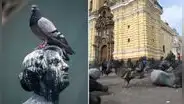 ¿Por qué hay tantas palomas en Lima y cómo prevenir que se conviertan en un riesgo de salud pública?