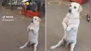 Perrito enternece por esperar 'sentado' frente a puesto de carne: “Cosita bella”