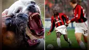 Philemon Mulala: ¿cómo el exfutbolista fue devorado por 3 perros que crio desde cachorros?