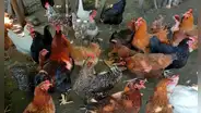 Condenan a hombre que mató de susto a 1.100 gallinas para vengarse de su vecino