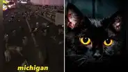 Encuentran cientos de gatitos con ojos brillosos en la noche y video se vuelve viral: “Michigan”