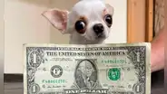 Pearl, la chihuahua de 9,14 cm, es la perrita más pequeña del mundo: mide como un dólar