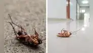 ¿Por qué algunas cucarachas suelen morir patas arriba?