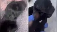 Amenazan a protectora de animales en Venezuela al enviarle a sus 3 cachorros mutilados