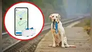 ¿Cómo usar tu teléfono para rastrear a tu perro y evitar que se pierda por accidente?
