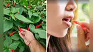 ¿Recuerdas que de niño chupabas el néctar de esta flor? Conoce qué puede producir a largo plazo