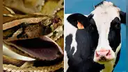 Una serpiente pitón se comió una vaca entera y reventó: “Escena muy aterradora”