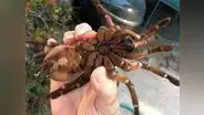 ¿Cuánto mide la tarántula goliat, la araña considerada como la más grande del mundo?