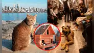 ¿Cuál es la ciudad donde miles de gatos y perros callejeros son los más felices del mundo?
