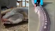 ¿Cuánto mide y pesa un pez esturión, el llamado dinosaurio viviente por su gigantesco tamaño?
