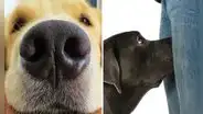 ¿Sabías que los perros no huelen tus partes íntimas por motivos sexuales? Conoce la SORPRENDENTE razón