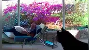 Momento en que un hombre es sorprendido por un oso cuando leía en el patio de su casa