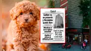 La insólita historia del perrito que cayó del piso 13 y provocó 3 muertes en Argentina