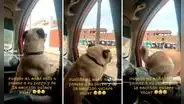 Perro paseaba en su auto, no contuvo su emoción y saltó por la ventana: "El perro volador"