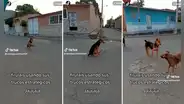 Perrito finge discapacidad en sus patas traseras y usuarios responden: “Merece un óscar”